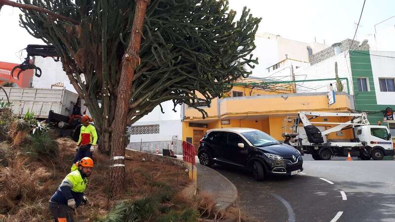 El conductor dejó el vehículo aparcado justo debajo del cactus que se iba a podar (Foto TA)